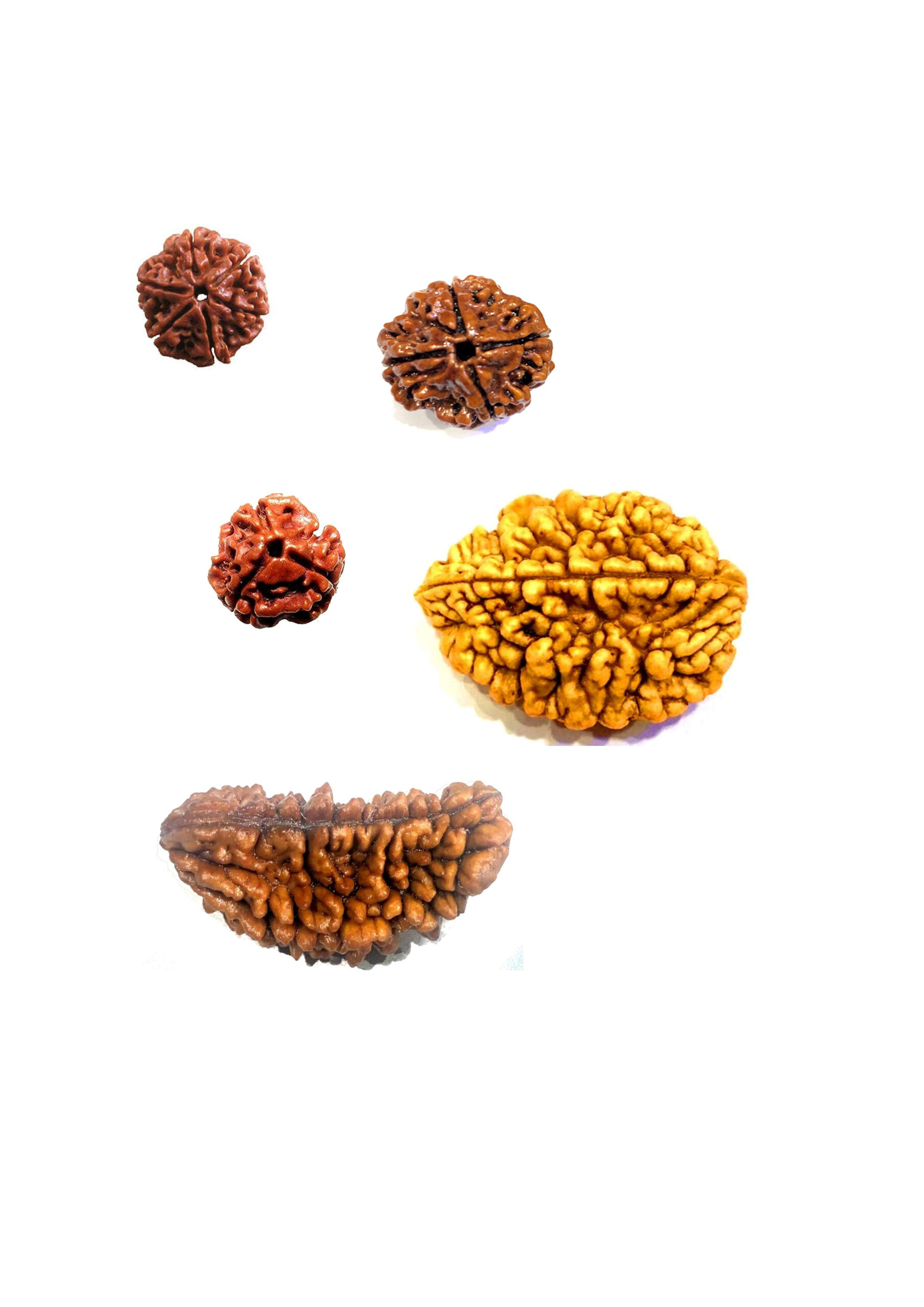 Rudraksha Beads
